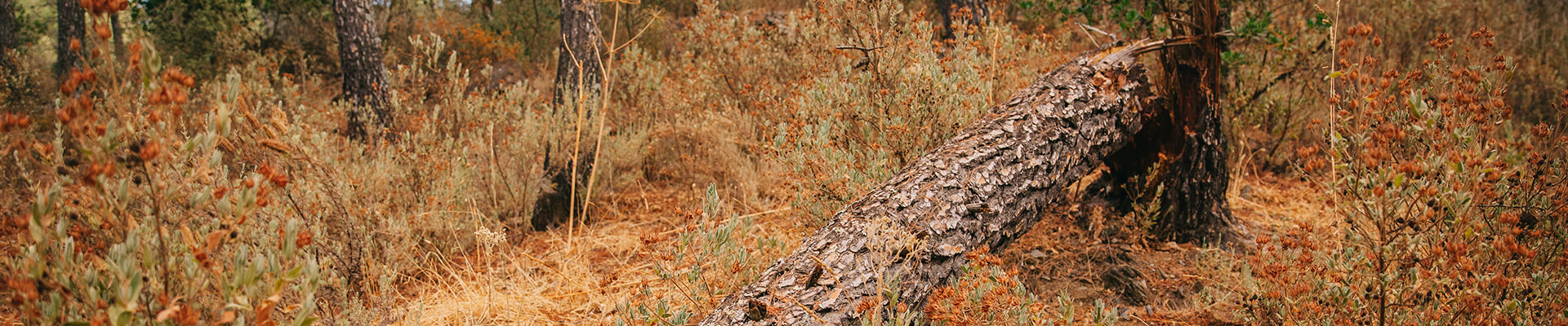 imagen de árbol caido