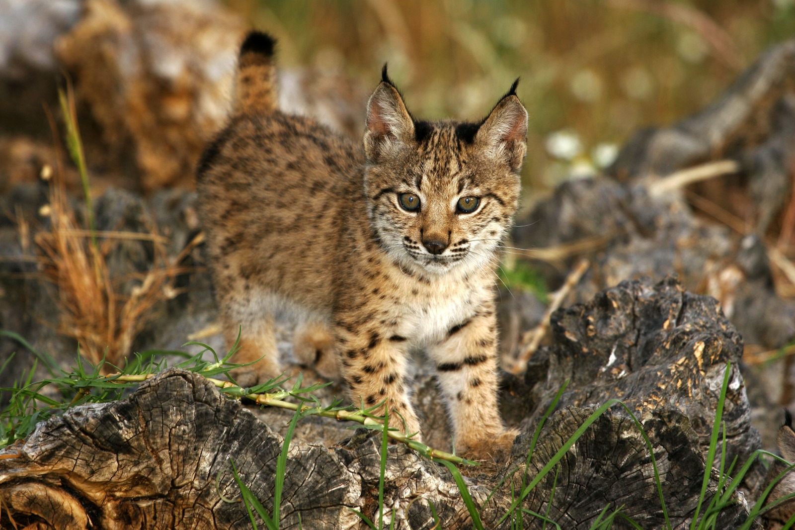 Petit lynx