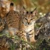 Lynx cub