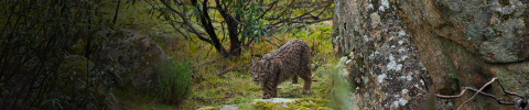 imagen de paisaje con lince ibérico